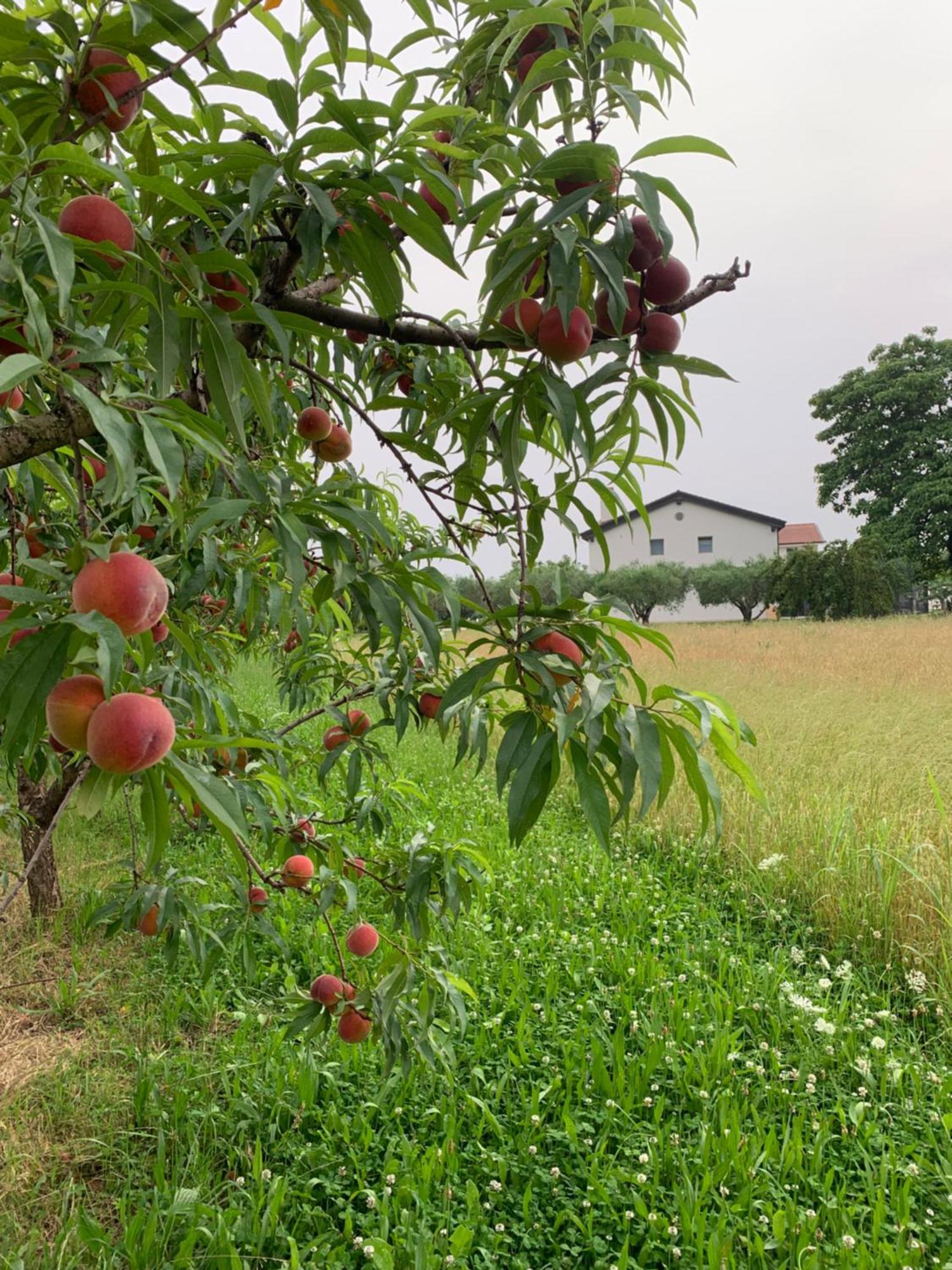 Agriturismo Zappare Farm Hotel Trevignano Экстерьер фото