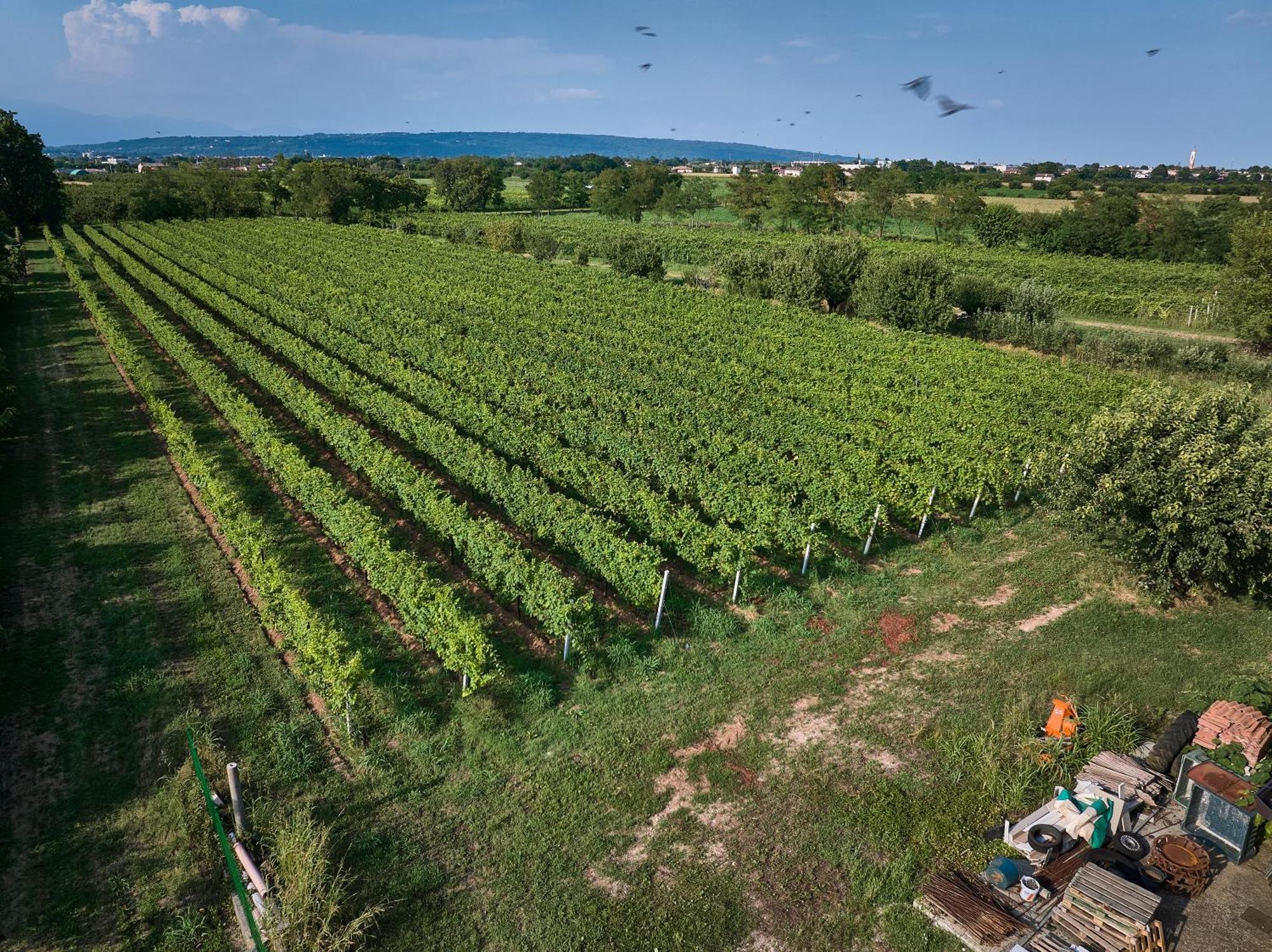 Agriturismo Zappare Farm Hotel Trevignano Экстерьер фото