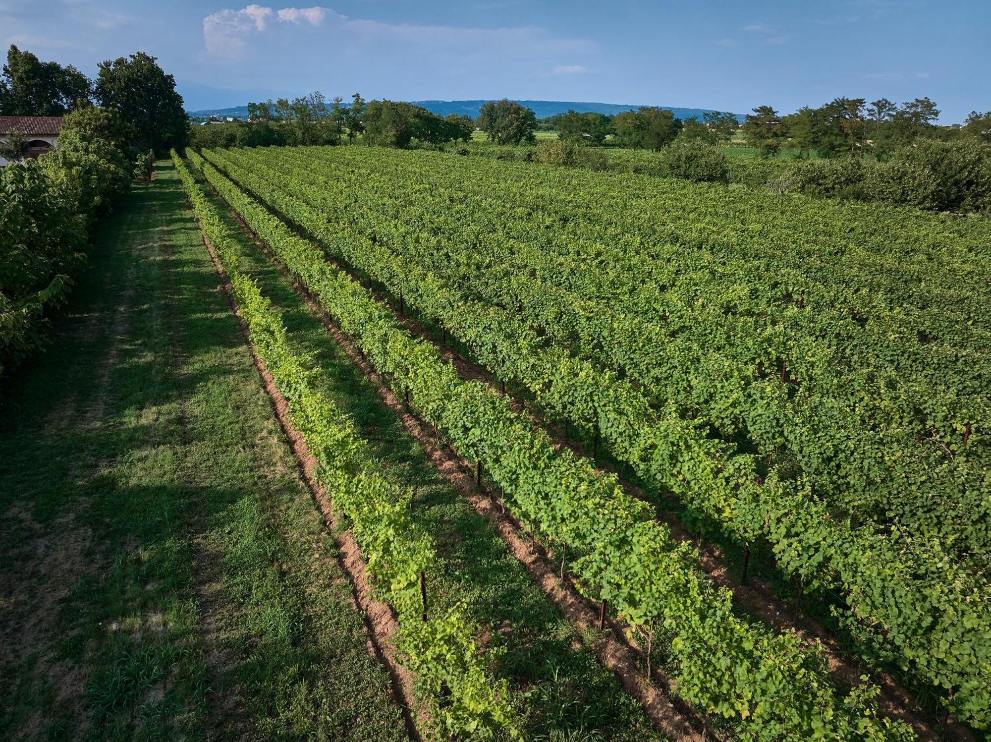 Agriturismo Zappare Farm Hotel Trevignano Экстерьер фото